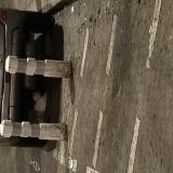 Picture of cat found at Paris