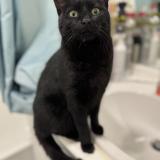 Picture of cat found at Montesson