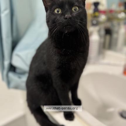 Photo 1/1 Found cat Found in Montesson