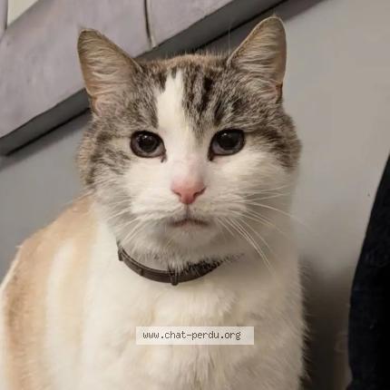 Photo 1/1 Oscar Chat lost in Pecquencourt