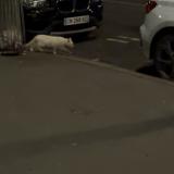 Picture of cat found at Paris