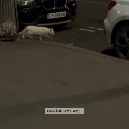 Photo 1/1 Found cat Found in Paris