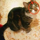 Picture of cat lost at Orsan