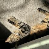 Picture of cat lost at Raleigh