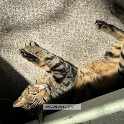 Photo 1/1 Apollo Chat lost in Raleigh