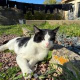 Picture of cat lost at Mezidon Vallee D Auge