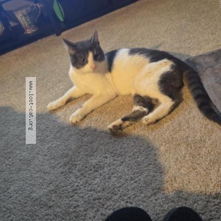 Photo 1/3 Found cat Found in Glen burnie