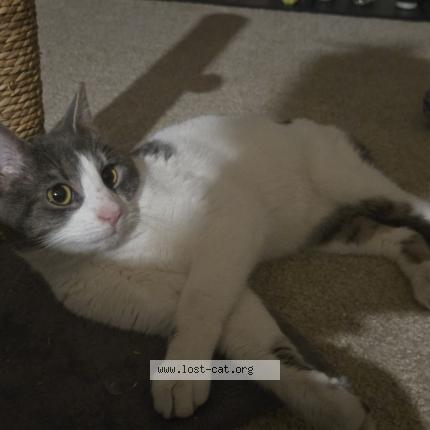 Photo 2/3 Found cat Found in Glen burnie