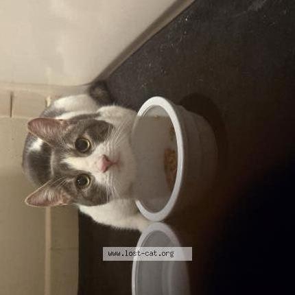 Photo 3/3 Found cat Found in Glen burnie