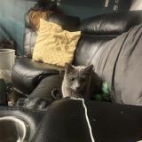 Picture of cat lost at Paris