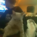 Picture of cat found at Saint Cloud