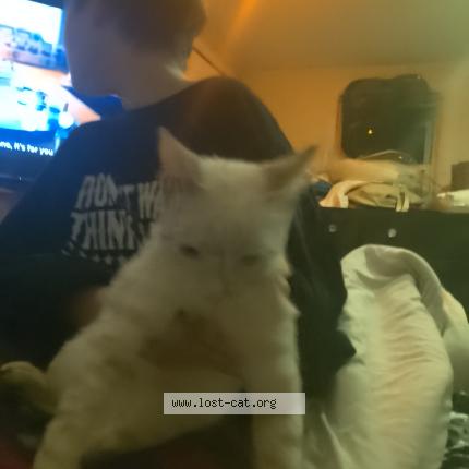 Photo 1/1 Found cat Found in Saint cloud