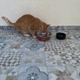 Picture of cat found at Sainte Genevieve