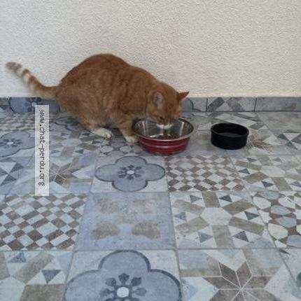 Photo 1/2 Found cat Found in Sainte genevieve