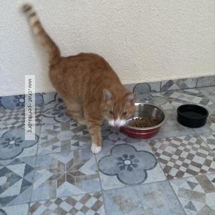 Photo 2/2 Found cat Found in Sainte genevieve