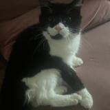 Picture of cat lost at Fagnieres