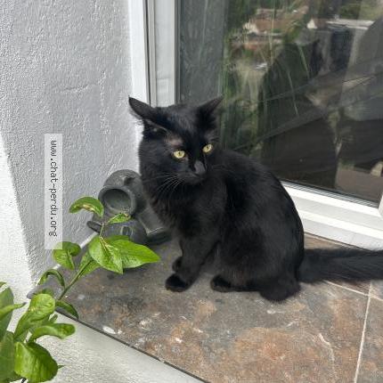 Photo 1/1 Simba Chat lost in Marseille