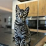 Picture of cat lost at Marseille