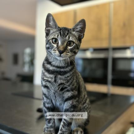 Photo 1/1 Django Chat lost in Marseille