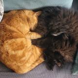 Picture of cat lost at Tours