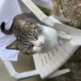 Picture of cat found at Pradines