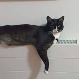 Picture of cat lost at Auvers Sur Oise