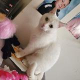 Picture of cat lost at La Loupe