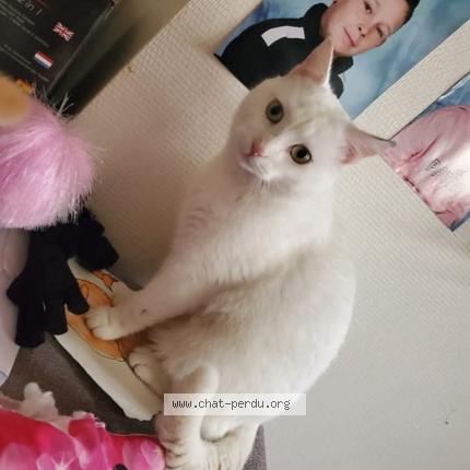 Photo 1/1 Olaf Chat lost in La loupe