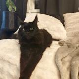 Picture of cat lost at Pitres