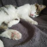 Picture of cat lost at Grand Rullecourt