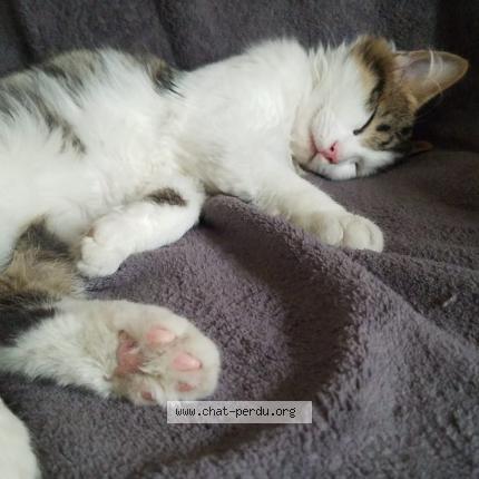 Photo 1/1 Minou Chat lost in Grand rullecourt