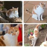 Picture of cat lost at Andrimont