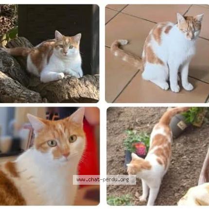 Photo 1/1 Roméo Chat lost in Andrimont