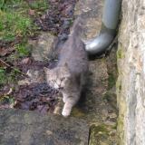 Picture of cat found at Leuhan