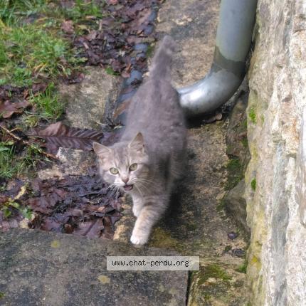 Photo 1/1 Found cat Found in Leuhan