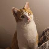 Picture of cat lost at Exincourt