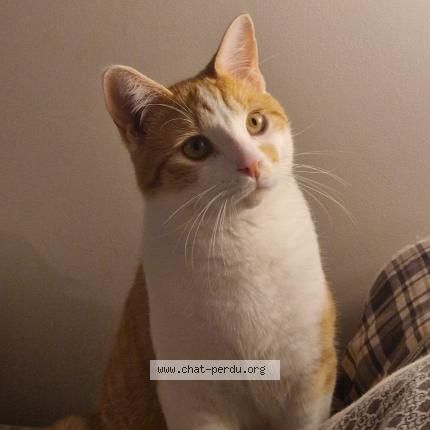 Photo 1/1 Pépito Chat lost in Exincourt