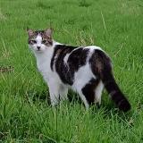 Picture of cat lost at Laroquebrou