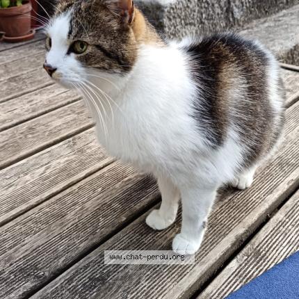 Photo 2/3 Samson Chat lost in Laroquebrou