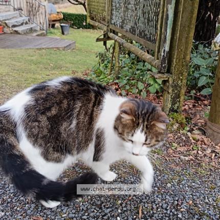 Photo 3/3 Samson Chat lost in Laroquebrou