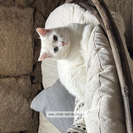 Photo 1/1 N&eacute;ron Chat lost in Cauro