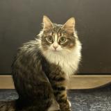 Picture of cat lost at Loriol Sur Drome