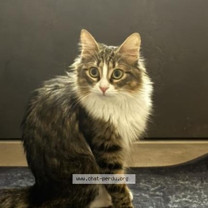 Photo 1/1 Muscat Chat lost in Loriol sur drome