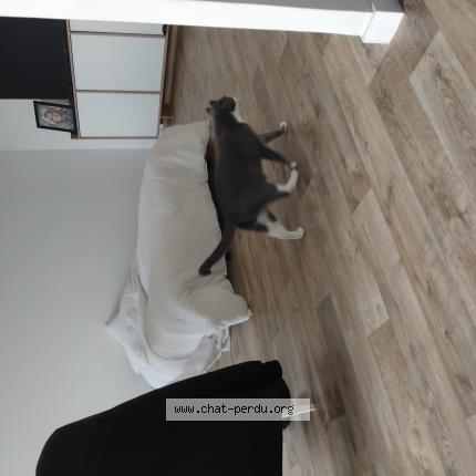 Photo 1/1 Nuage Chat lost in Longeuil annel