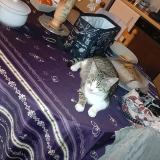 Picture of cat lost at Labastide Murat