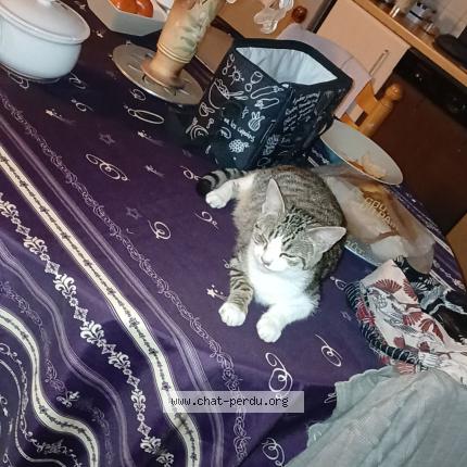 Photo 1/1 Luna Chat lost in Labastide murat