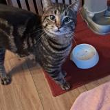 Picture of cat lost at Aurouer