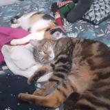 Picture of cat lost at Inzinzac Lochrist