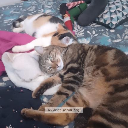 Photo 1/1 Tigri Chat lost in Inzinzac lochrist