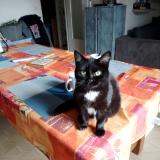 Picture of cat lost at Saint Jean De Monts